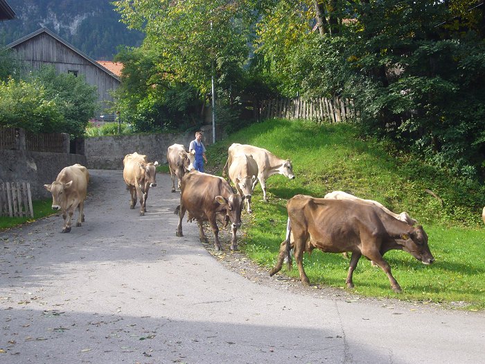 Die Kühe hätten uns fast über den Haufen gerannt