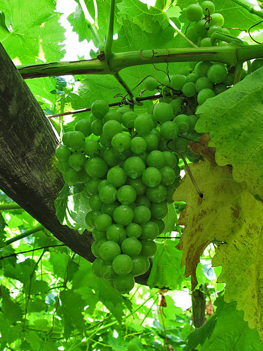 ... reifen im milden Vinschgauklima