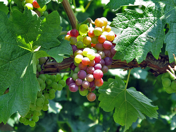 Das gibt sicher leckeren Wein