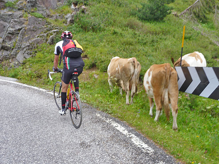 Wolfgang drängelt sich durch die Kühe