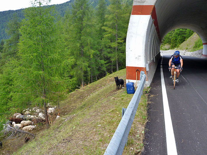 Hütehund mit seiner Herde (der links natürlich)