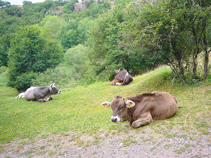 Die Kühe laufen hier oben frei herum - ok, diese hier liegen ...