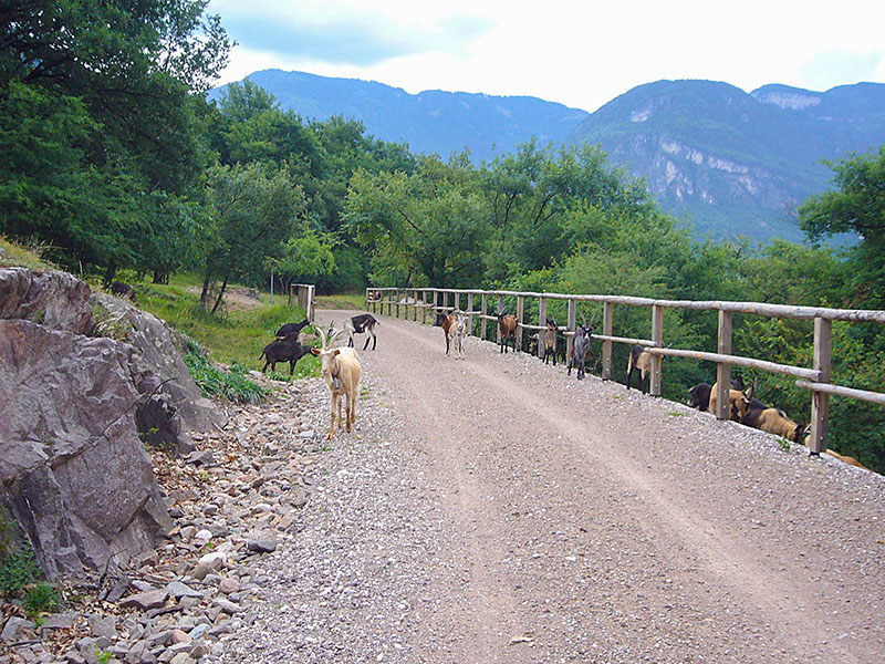 ... dafür machen sich die Ziegen auf dem Weg breit