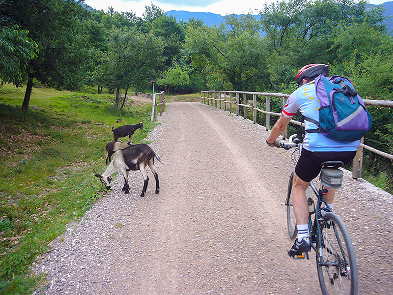 Hoffentlich behalten die ihre Hörner bei sich ;-)