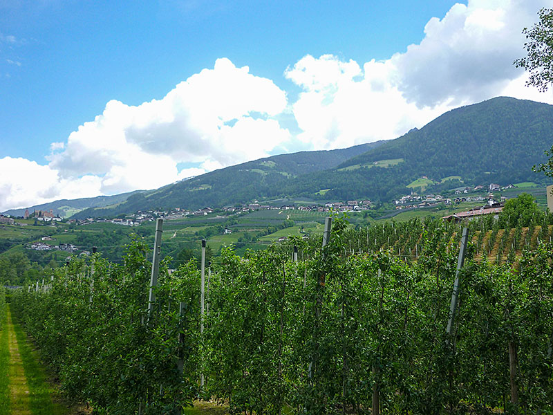 Apfelbäume bis zum Horizont
