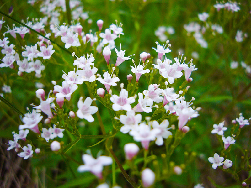 Viele kleine Blüten