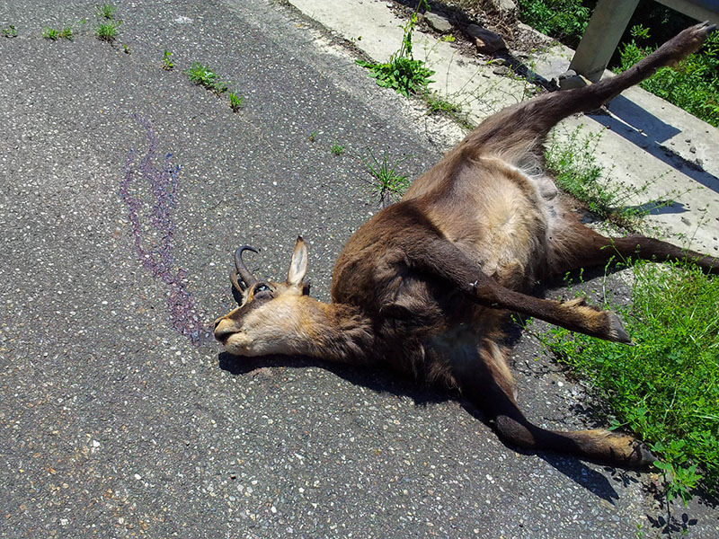 Schade um das schöne Tier