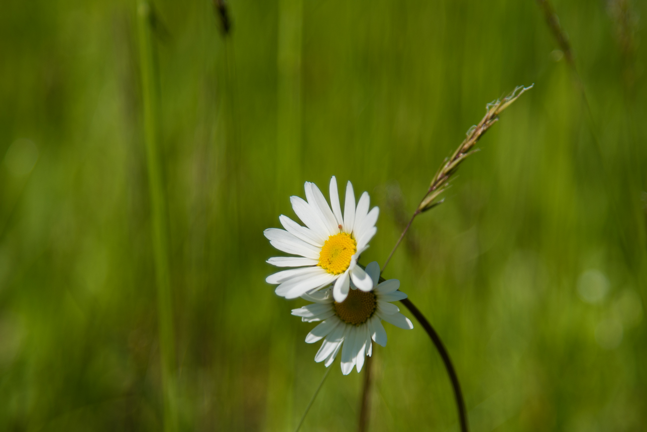 Überall blühen Wiesenblumen ...