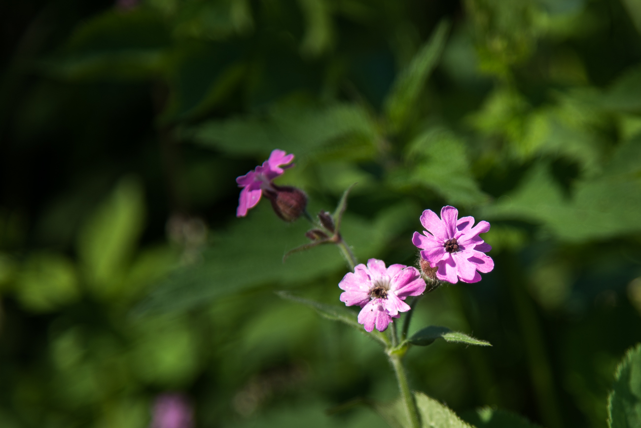... und verzaubern die Landschaft mit ihren Farben