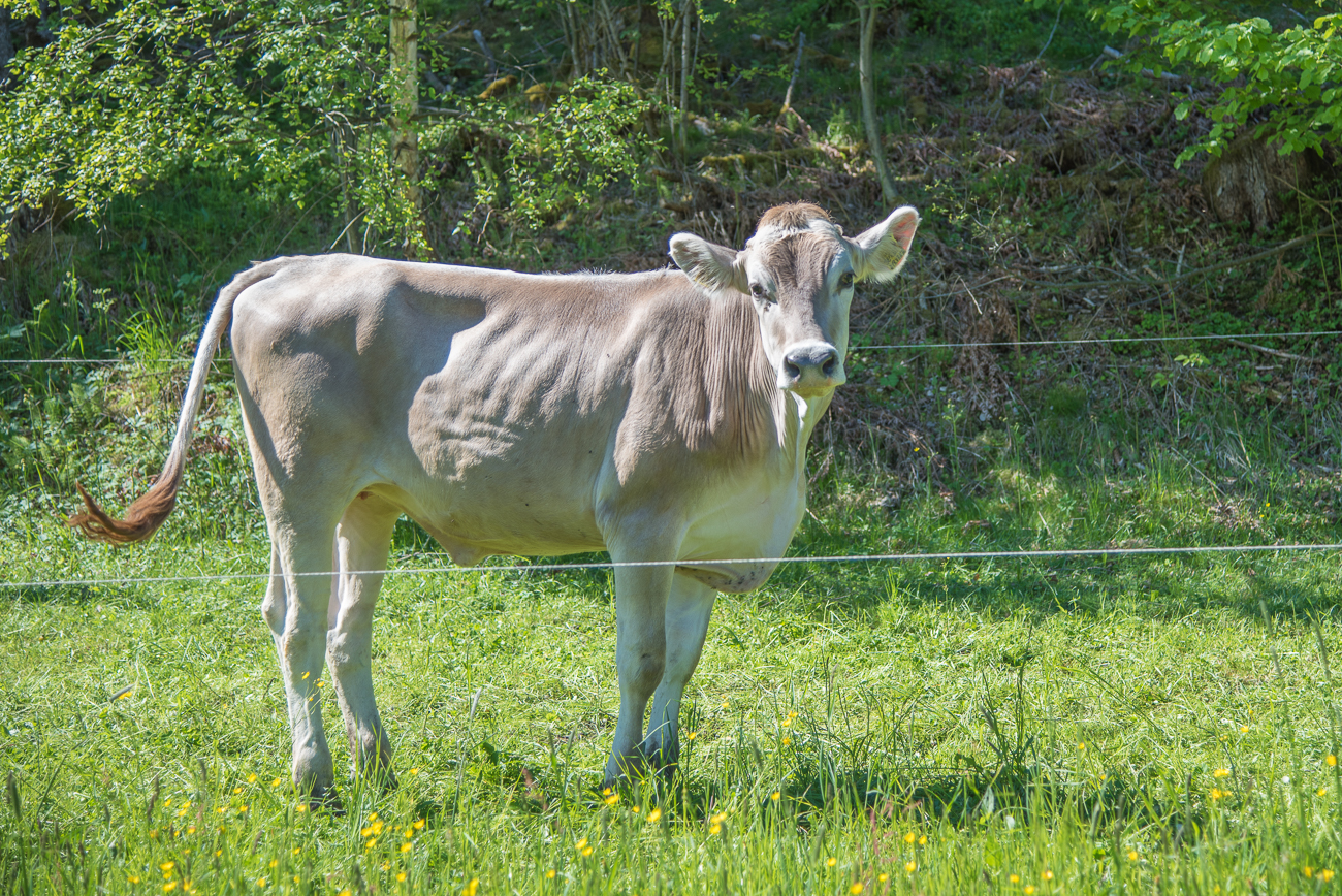 Das Jungrind verfolgte mich ein Stück weit