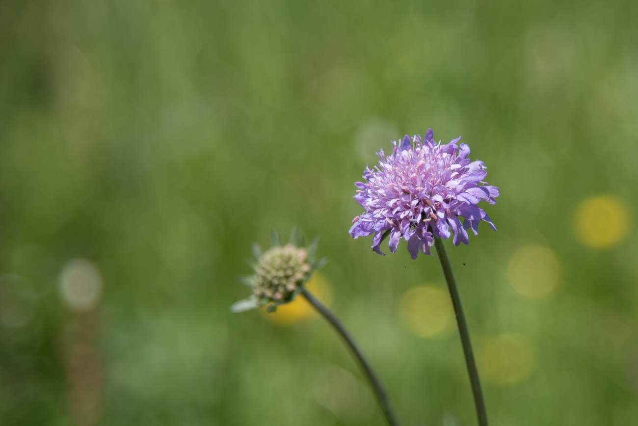 Blumen, Blüten und Samen