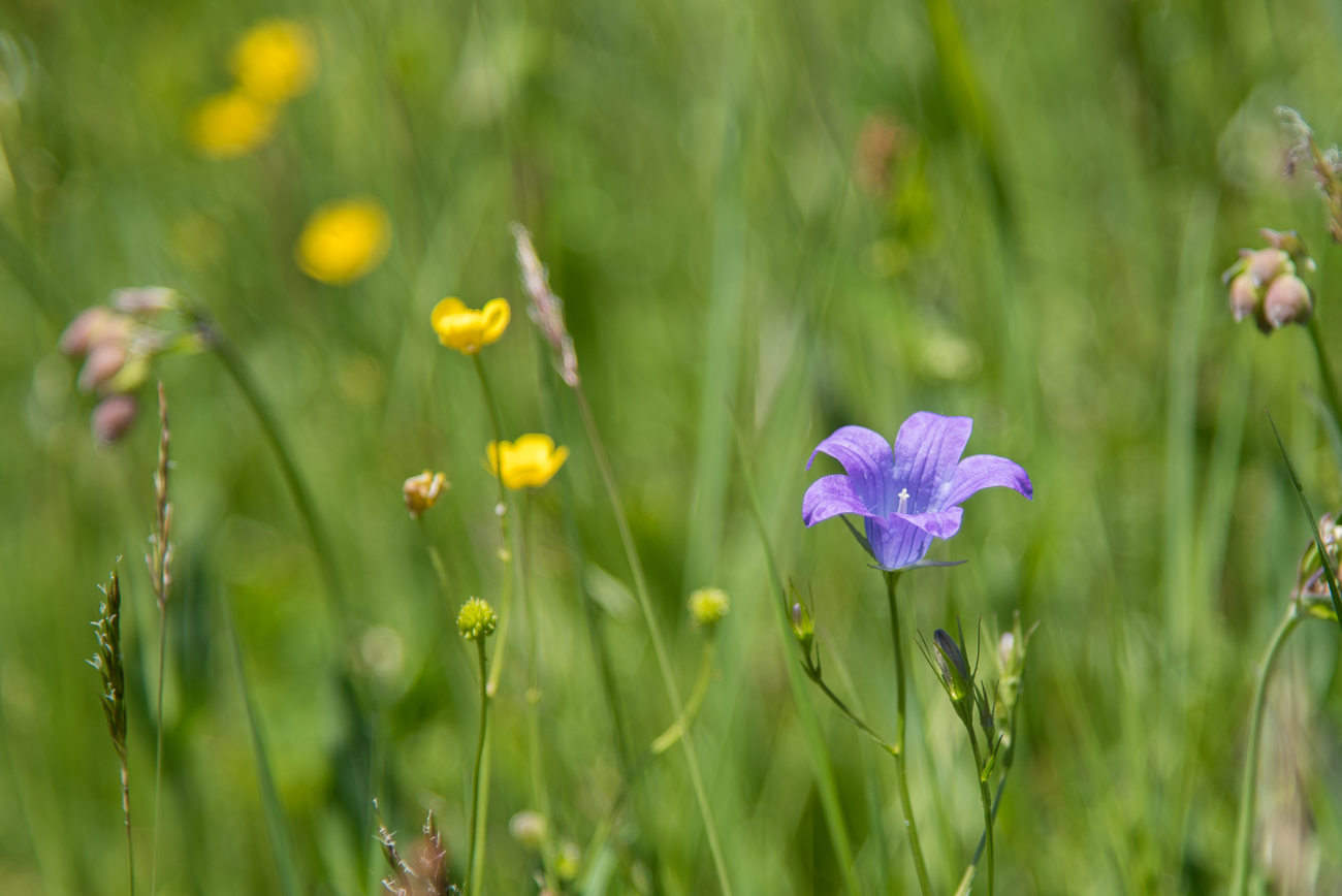 Blumen, Blüten und Samen