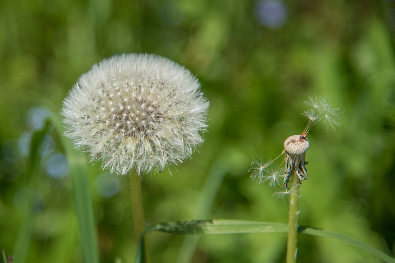 Blumen, Blüten und Samen