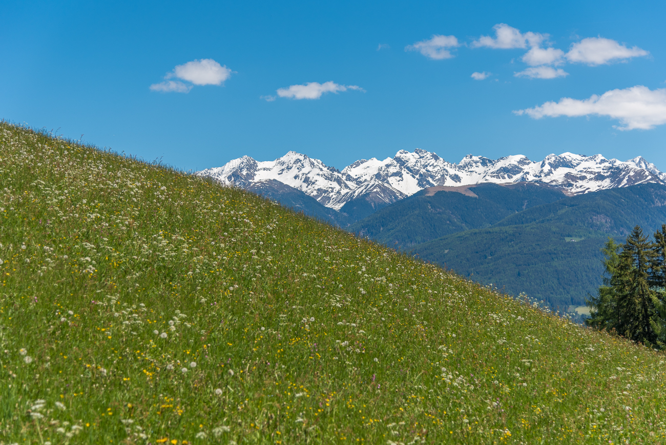 Blumen, Blüten und Samen