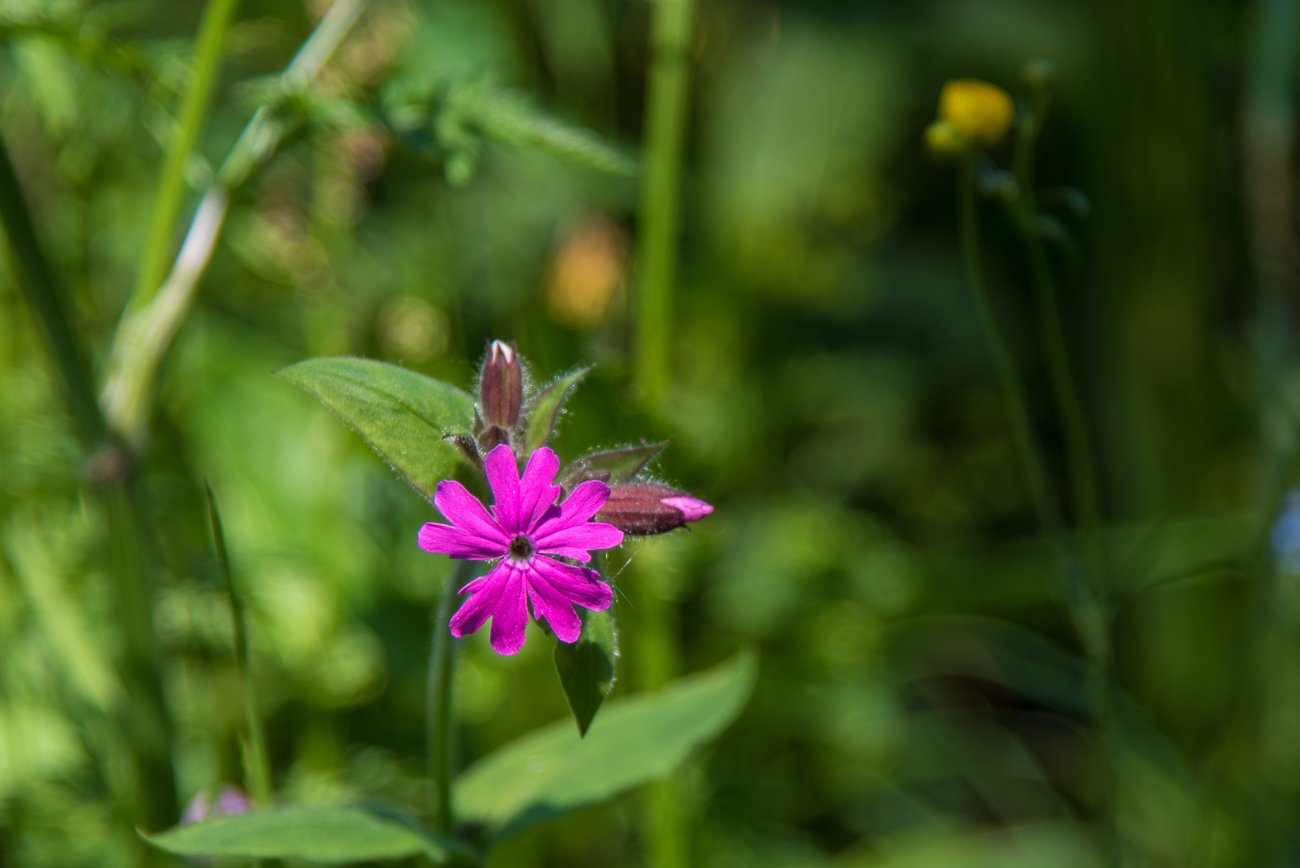 Blumen, Blüten und Samen