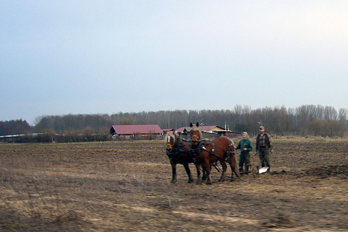 Hier ziehen noch Pferde den Pflug