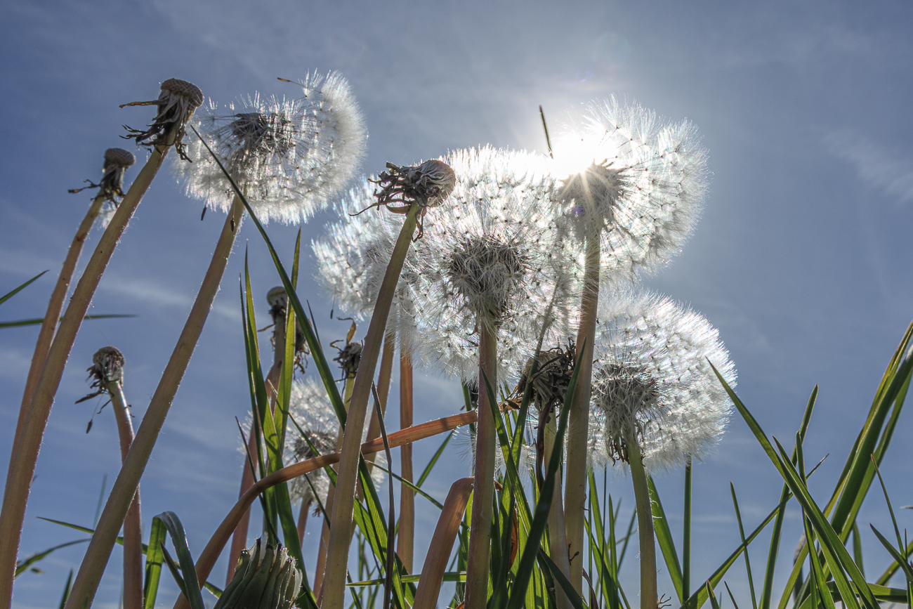 Sonne hinter Löwenzahn
