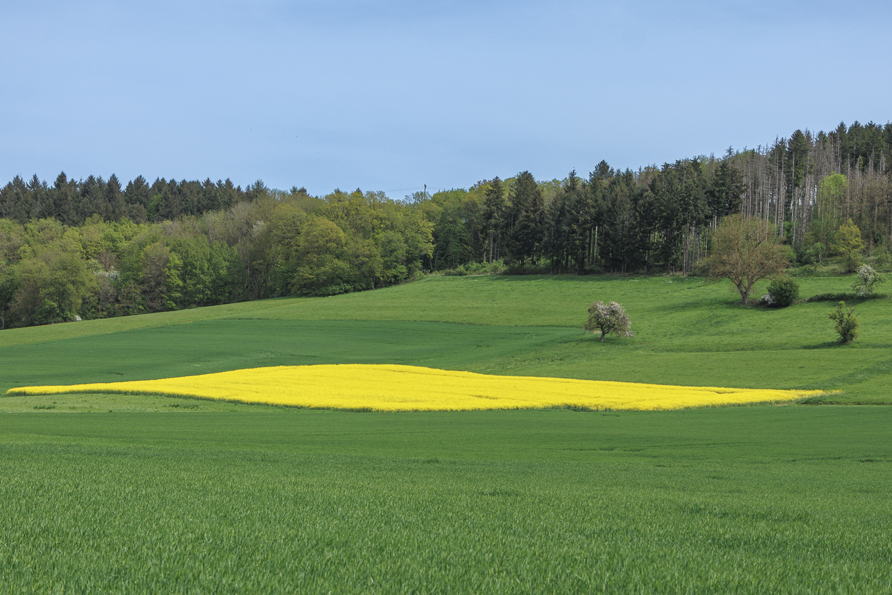 Raps inmitten von Grün
