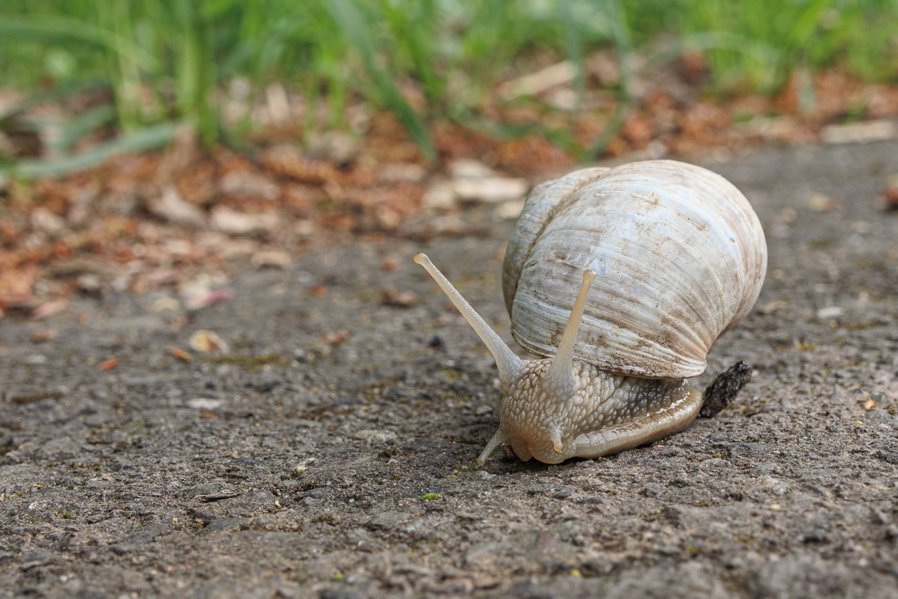 Die Schnecke wollte mich überholen ;-)