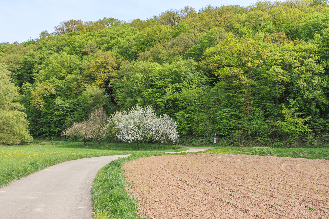 Blühende Bäume