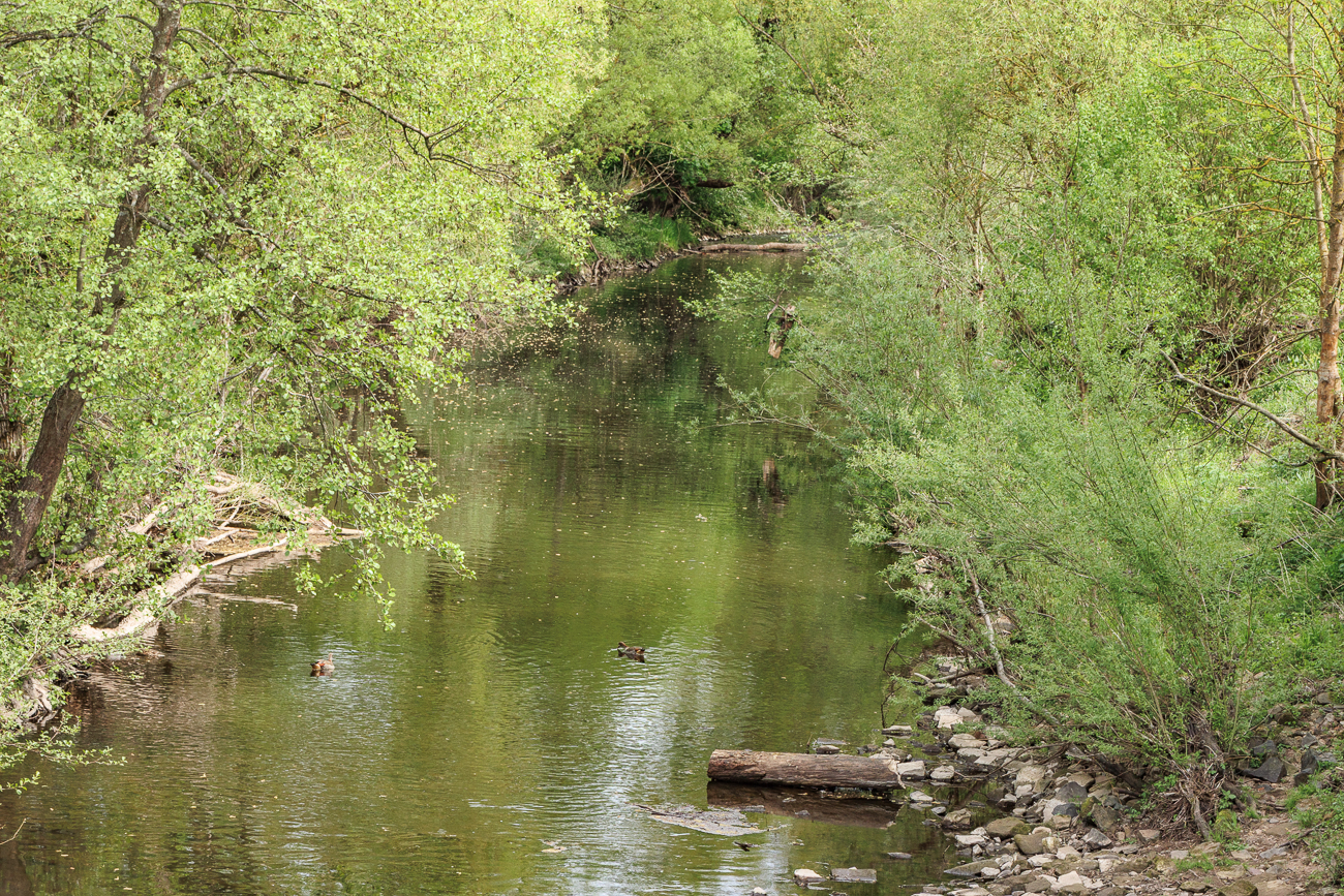 Nilgänse auf dem Glan
