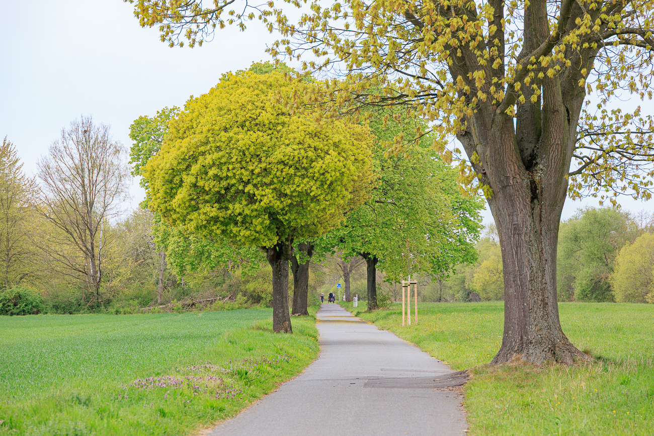 Kleine Allee