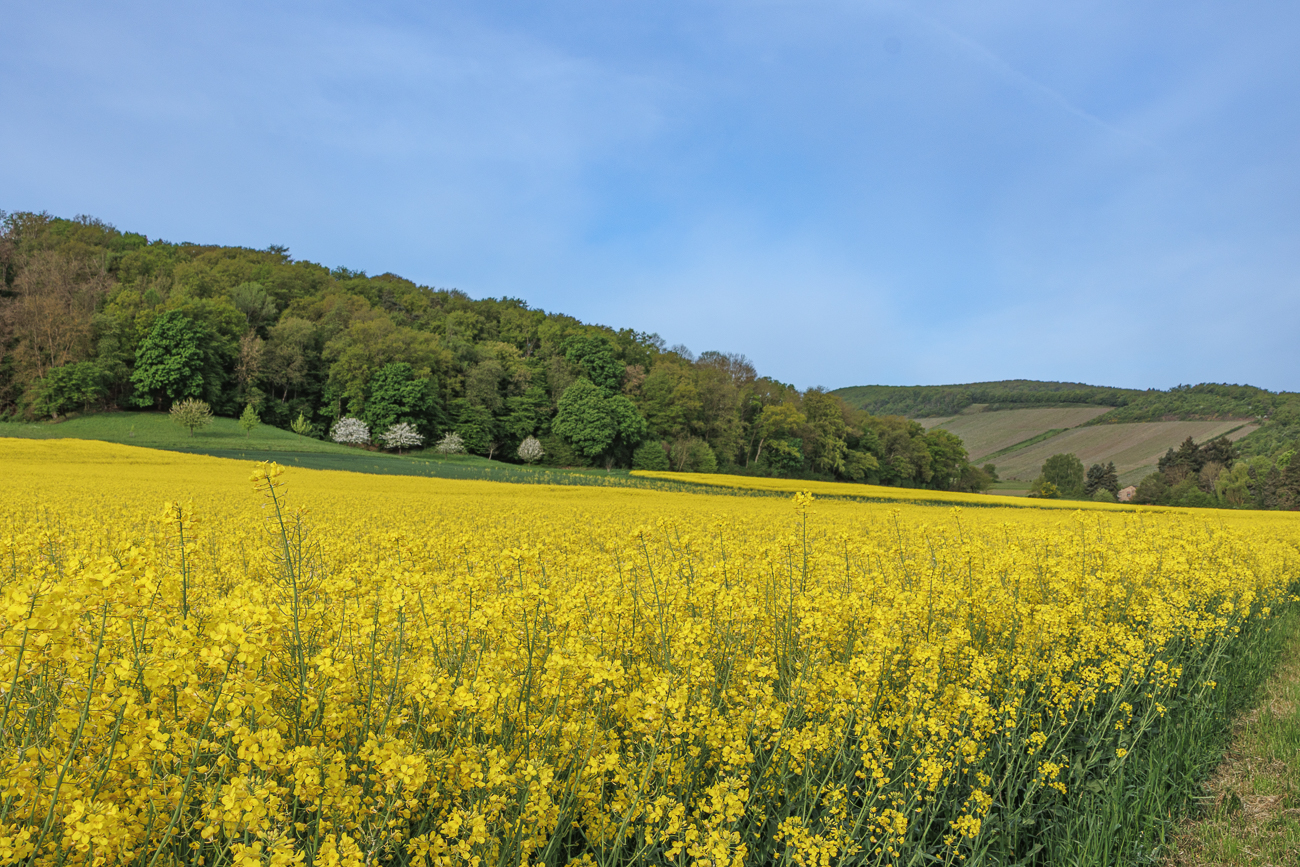 Viel Raps in der Hügellandschaft