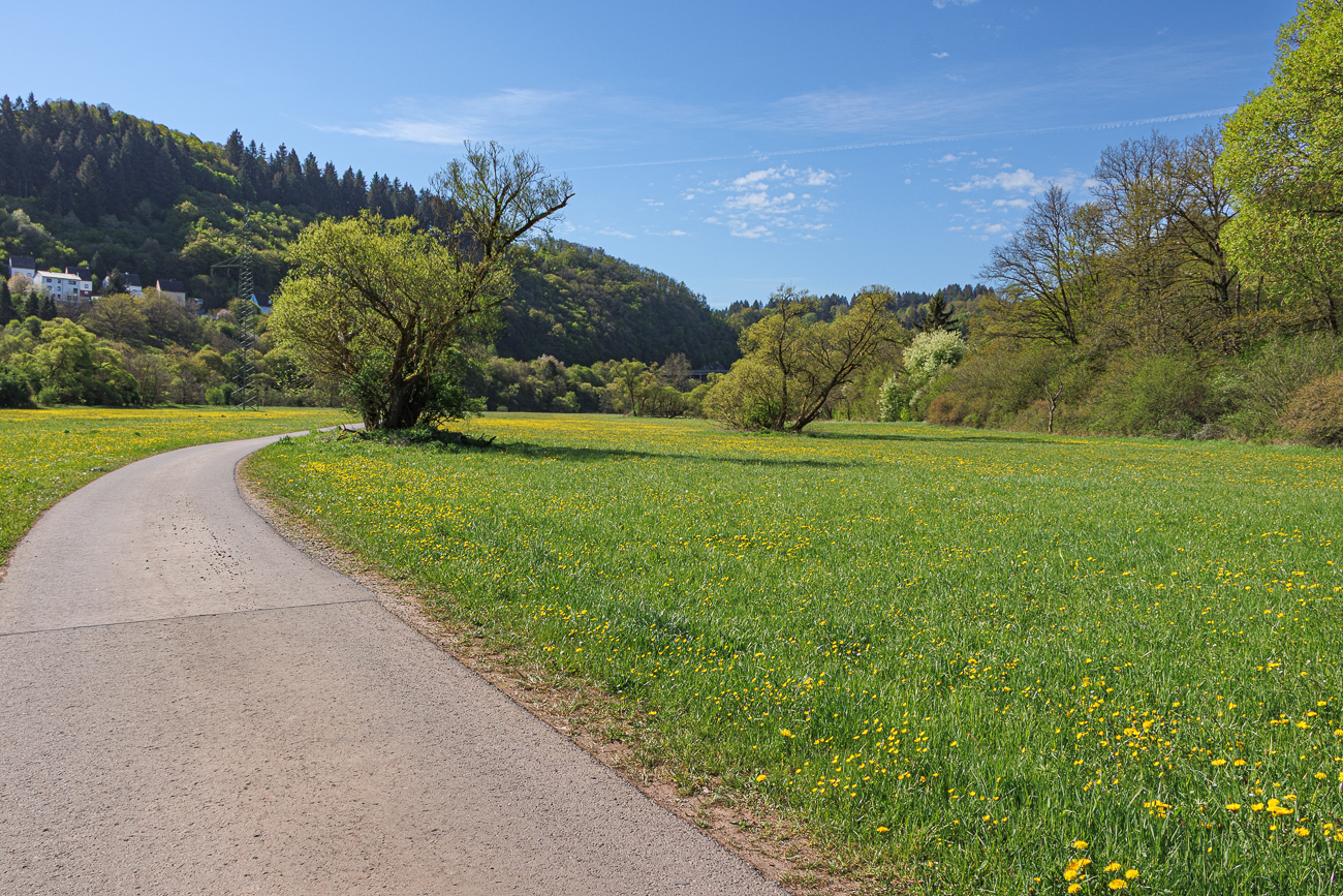 Löwenzahnwiese am Radweg