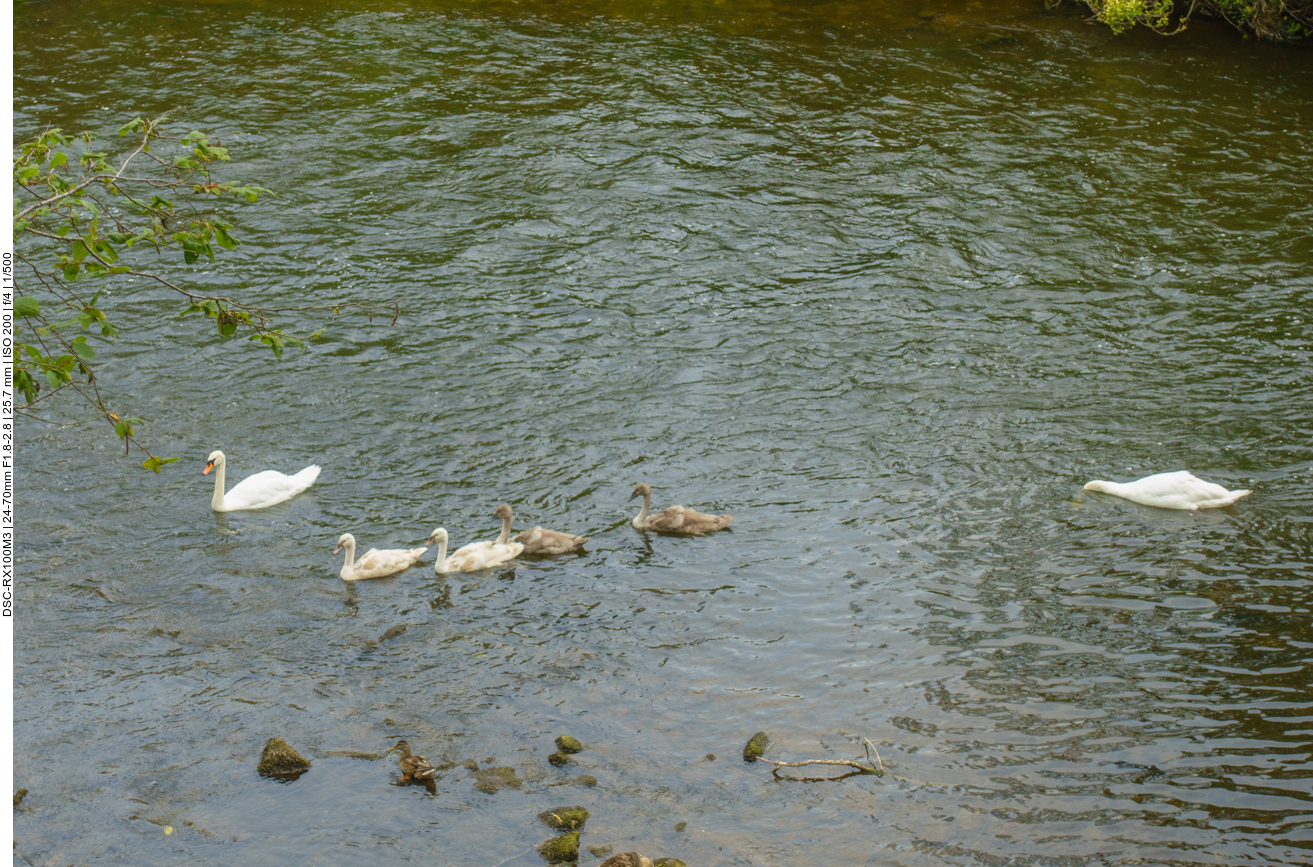 Schwanenfamilie auf Tour