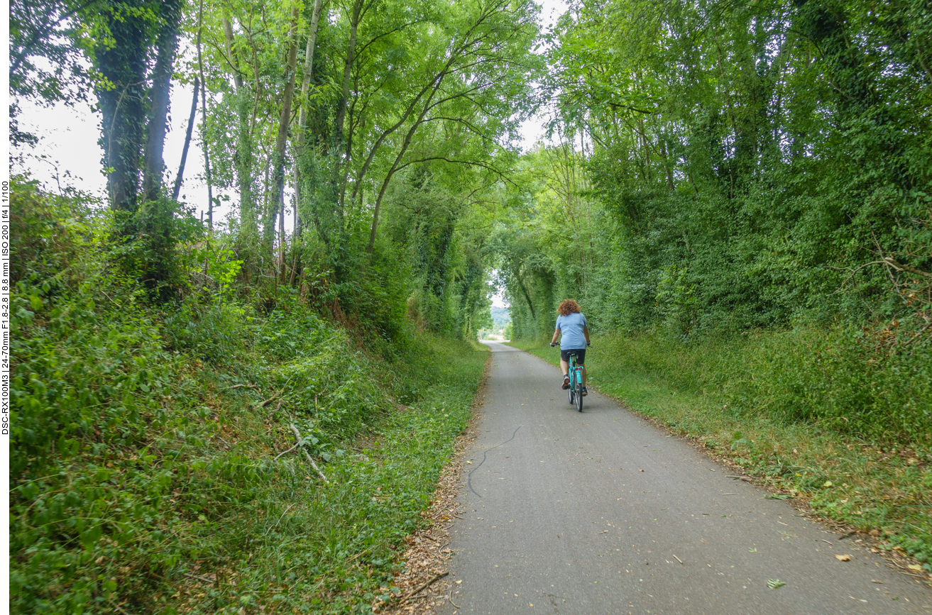 Zugewachsener Weg