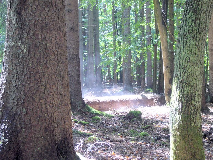 Der Regen lässt nach, tolle Atmosphäre im Wald