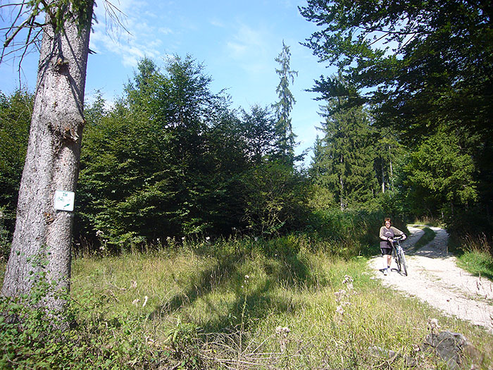 Hier geht es auf grobem Schotter durch den Wald