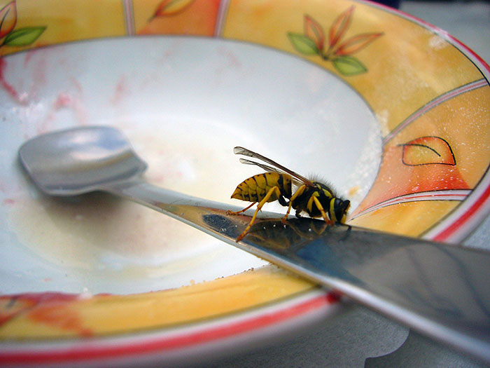 St&auml;ndige G&auml;ste beim Eisessen