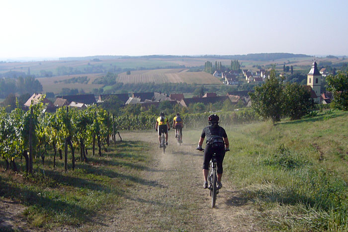 In den Weinbergen von Wissembourg