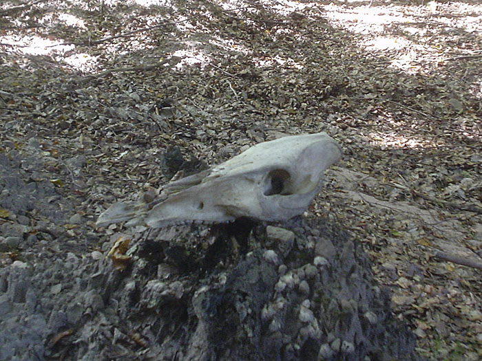 Ein pr&auml;historischer Radler?