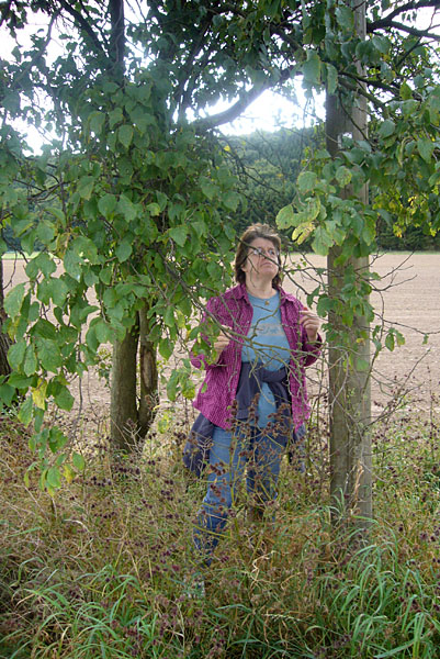 Leckere Pflaumen werden ger&auml;ubert ;-)