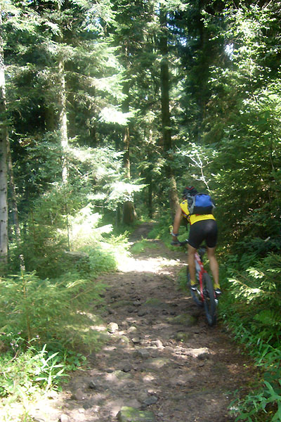 Und weiter durch den Wald