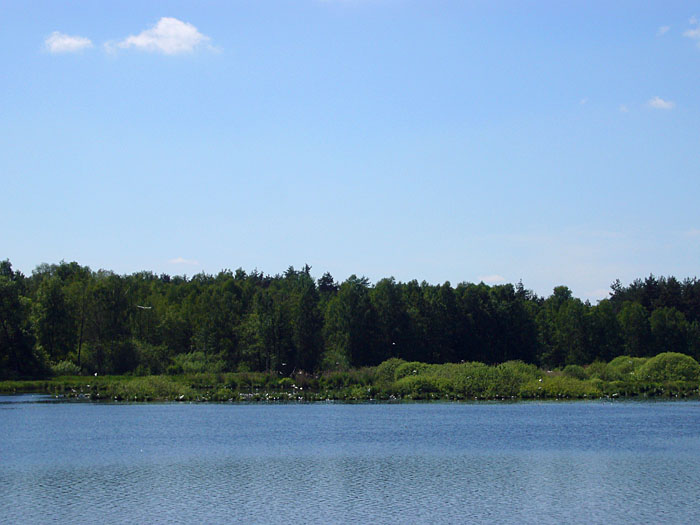 ... ein Paradies für Wasservögel