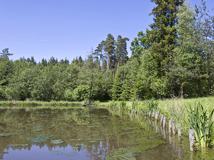 Stiller Teich im Wald