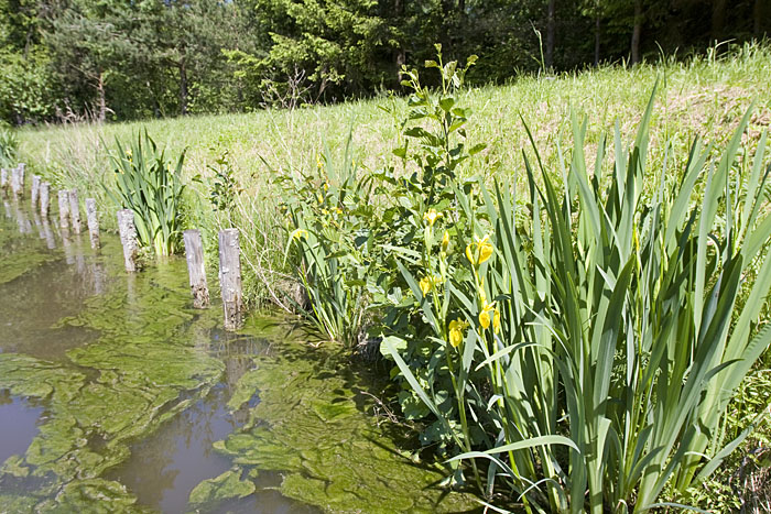 Sumpf-Schwertlilie (Iris pseudacorus) am Ufer