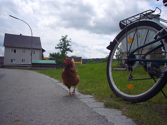 Neugieriges Huhn