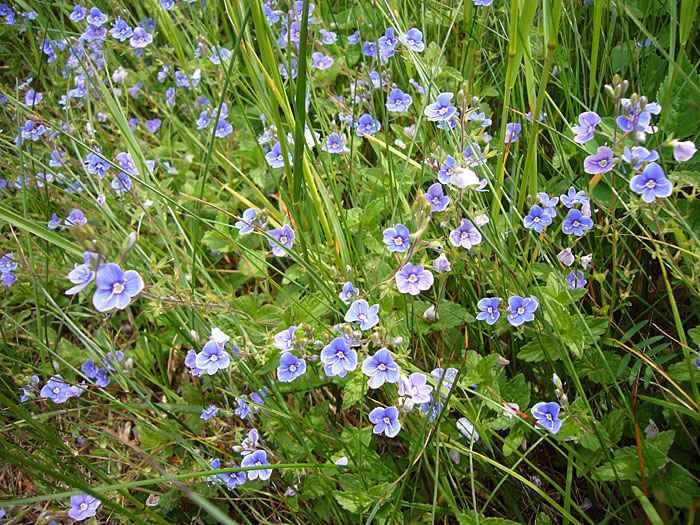 Ehrenpreis (Veronica) am Wegesrand