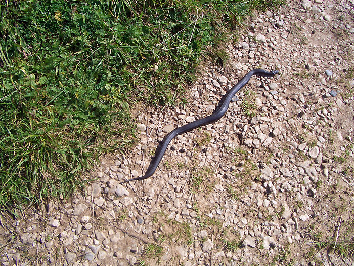 Schlange auf dem Weg