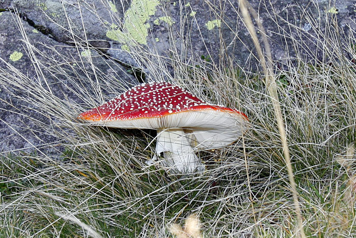 Sch&ouml;ner Fliegenpilz