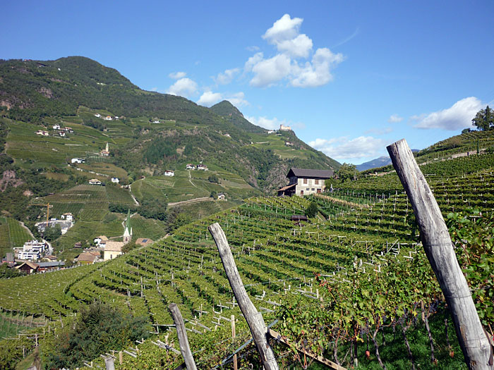 Weinberge um Bozen