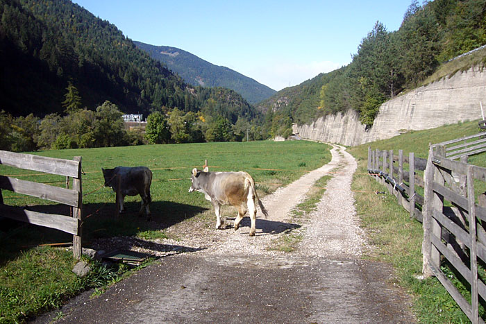 Zum Gl&uuml;ck haben die Rindviecher mehr Angst als wir ;-)