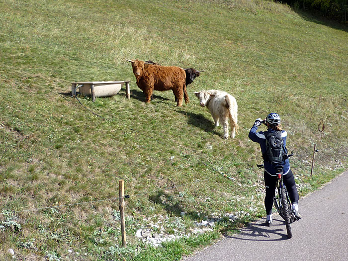 Hoffentlich sehen die Viecher den Zaun