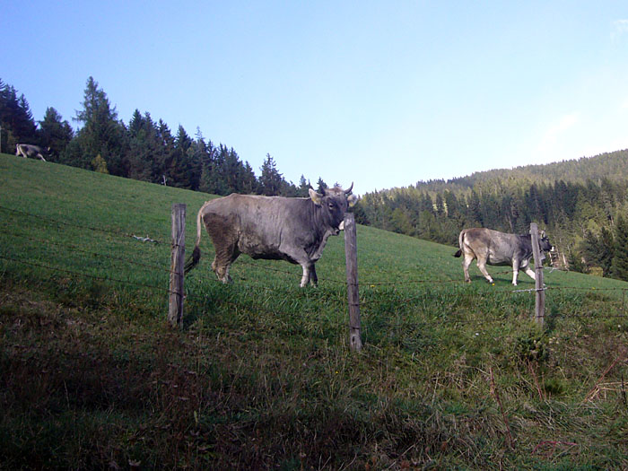 ... galoppieren die K&uuml;he neben uns her