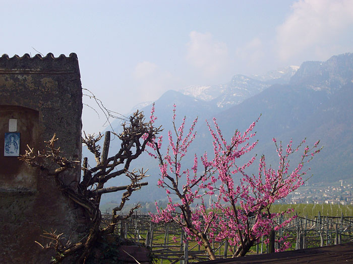 Die ersten Bl&uuml;ten &ouml;ffnen sich