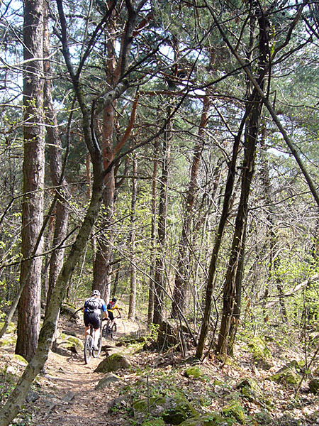 Raus aus dem Wald ...